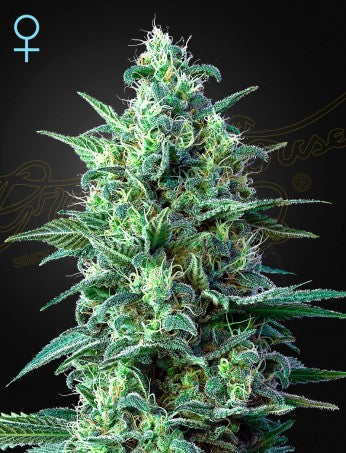 White Widow Auto CBD (Feminised)