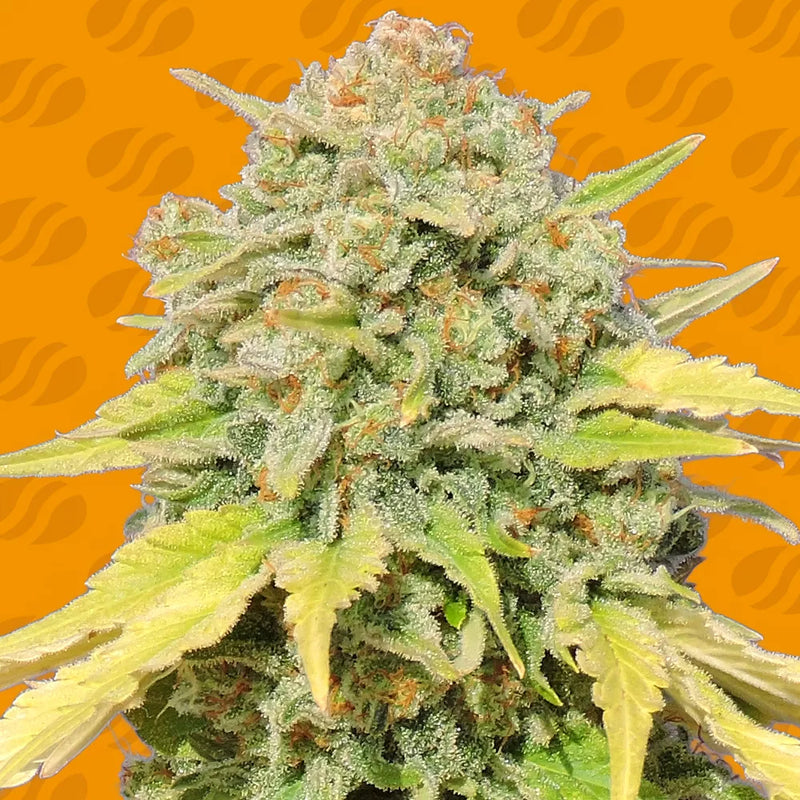 Z Strain