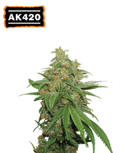 AK420 Semi di cannabis autofiorenti