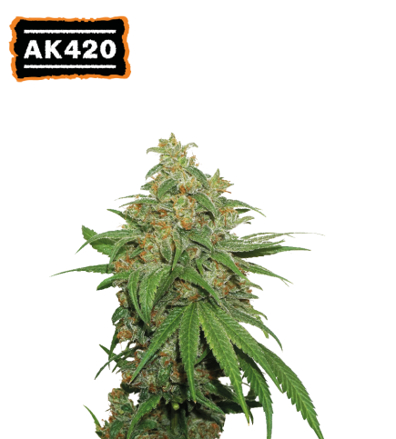 AK420 Semi di cannabis autofiorenti