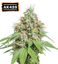AK420 Semi di cannabis femminizzati