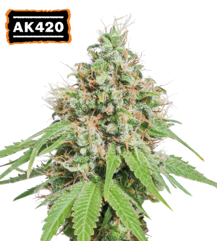 AK420 Semi di cannabis femminizzati