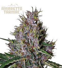 Amaretto Tarmac© Semi di cannabis autofiorenti