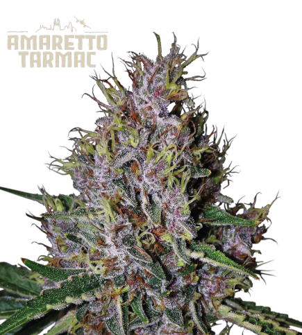 Amaretto Tarmac© Semi di cannabis autofiorenti