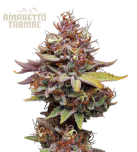 Amaretto Tarmac© Semi di cannabis femminizzati