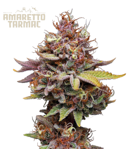 Amaretto Tarmac© Semi di cannabis femminizzati