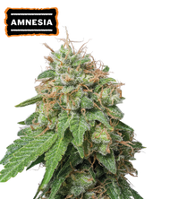 Amnesia Haze Semi di cannabis autofiorenti