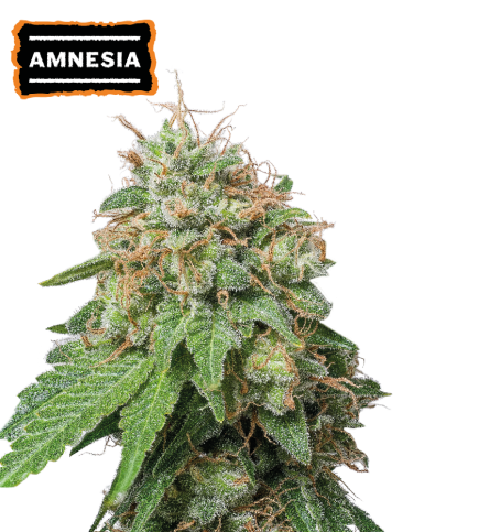 Amnesia Haze Semi di cannabis autofiorenti