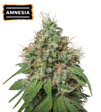 Amnesia Haze Semi di cannabis femminizzati