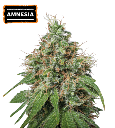 Amnesia Haze Semi di cannabis femminizzati