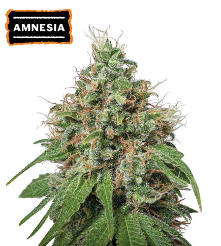 Amnesia Haze Semi di cannabis femminizzati