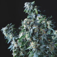 Amnesia Gold Regular