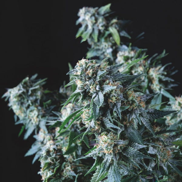 Amnesia Gold Regular