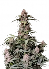 Amnesia Z Auto