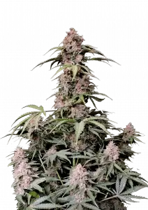 Amnesia Z Auto
