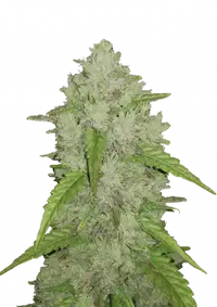 Amnesia Haze Auto