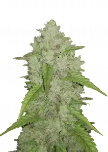 Amnesia Haze Auto