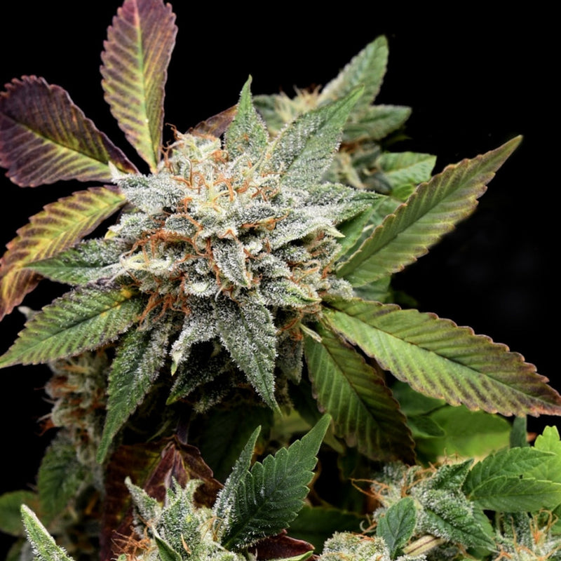 Anubis x Sunset Sherbet