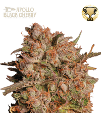 Apollo Black Cherry© Semi di cannabis autofiorenti