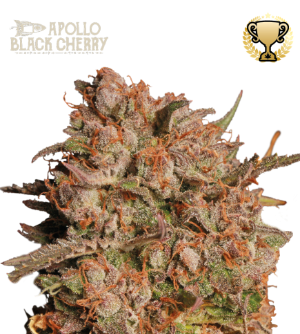 Apollo Black Cherry© Semi di cannabis autofiorenti