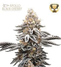 Apollo Black Cherry© Semi di cannabis femminizzati