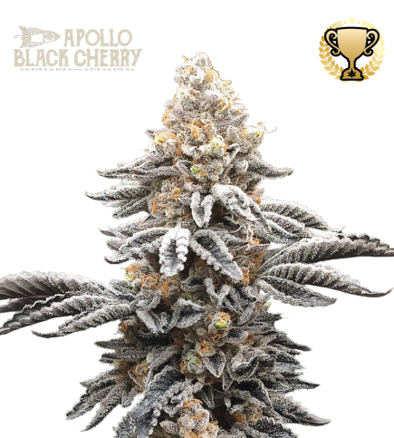Apollo Black Cherry© Semi di cannabis femminizzati