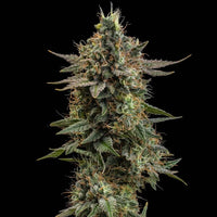 Apple Fritter