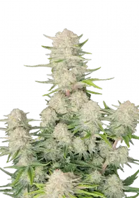 Apricot Auto