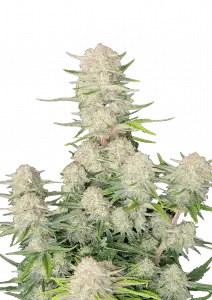 Apricot Auto