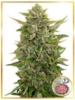 AUTO AMNESIA