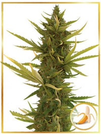 AUTO BLACK BANANA