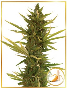 AUTO BLACK BANANA