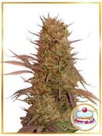 AUTO CREAM MASS