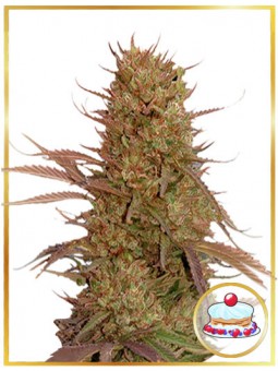 AUTO CREAM MASS