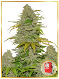 AUTO DIESEL MASS