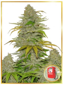 AUTO DIESEL MASS