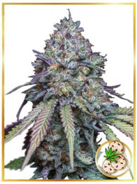 AUTO GIRL SCOUT COOKIES