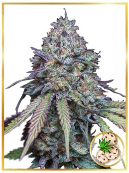 AUTO GIRL SCOUT COOKIES
