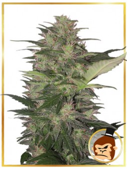 MR. GORILLA CREAM