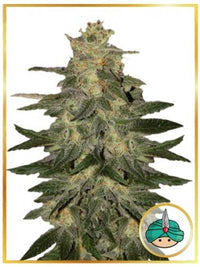 AUTO MAZAR BLUE