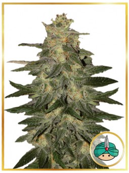 AUTO MAZAR BLUE