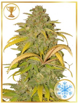AUTO NORTHERN CREAM