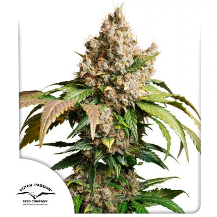 Auto Red Tropicana Cookies