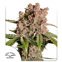 Auto Strawberry Soda