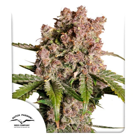 Auto Strawberry Soda