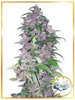 AUTO TRIPING 25