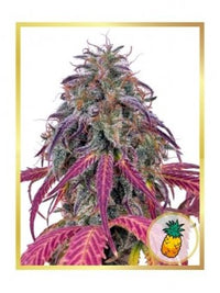 AUTO TROPICANNA HIDE