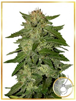 AUTO WHITE WIDOW