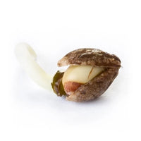 Autofiorenti Miscela