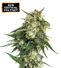 BCN Critical XXL© Semi di cannabis Fast Version